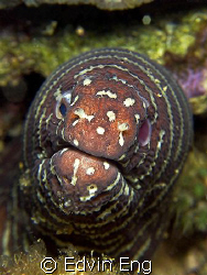Grumpy Old Eel: Oops! I dropped my false teeth, please he... by Edvin Eng 